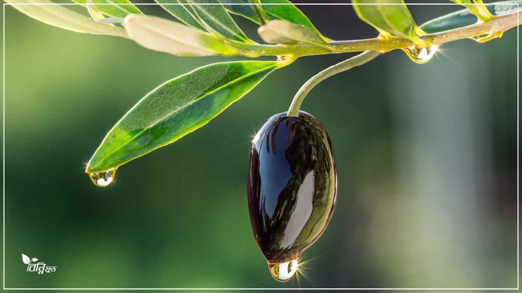 জলপাই বা ক্যানোলা তেল