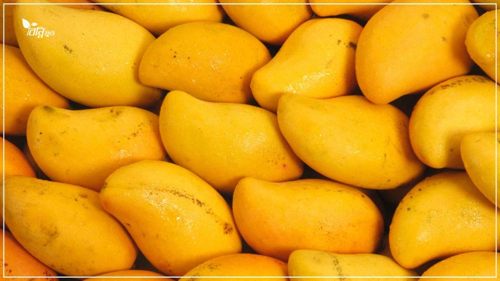 পাকা আমের প্রিমিয়াম ম্যাংগোবার এর বৈশিষ্ট্য