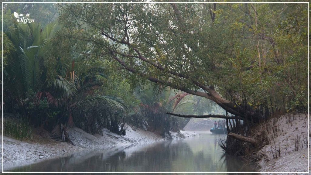 সুন্দরবনের মধু