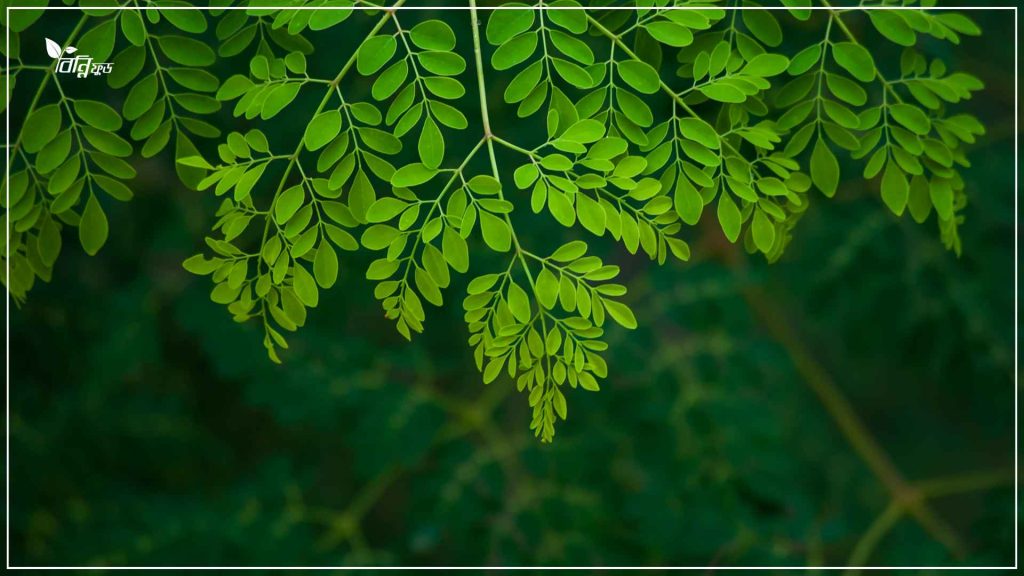 সজনে পাতা গুড়া খাওয়ার উপকারিতা