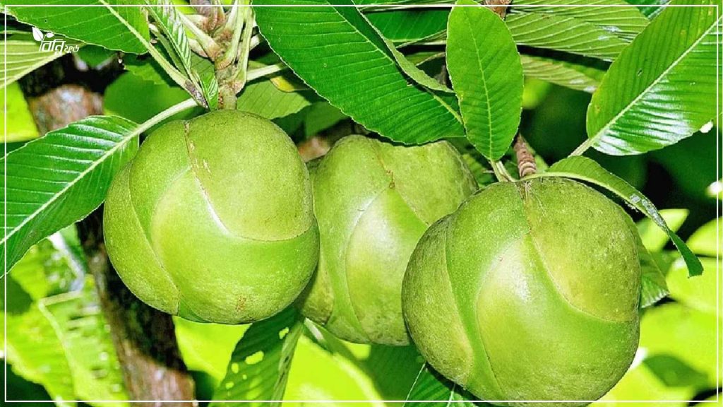 কেন খাবেন এই চালতার আচার?