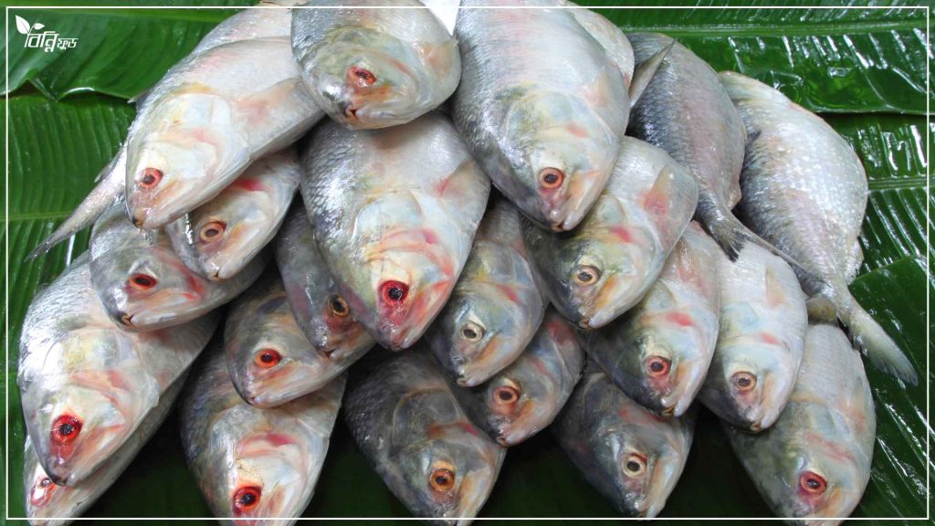 ইলিশ মাছ